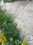 Plant name: Little Bluestem  Schizachyrium  scoparium  